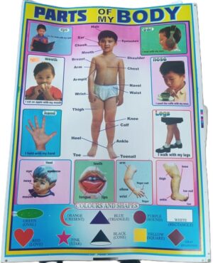 Body Parts  Chart From Hair-Toenail (New)